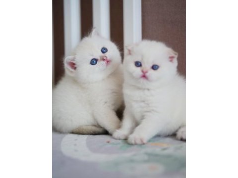 Masum bakışlı minik silver british shorthair 