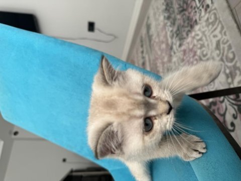 2.5 aylık british shorthair kedim