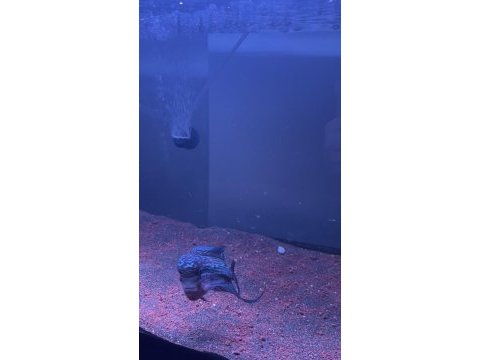 Erkek 13-14 cm flowerhorn