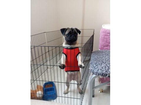 Evrakları tam pug