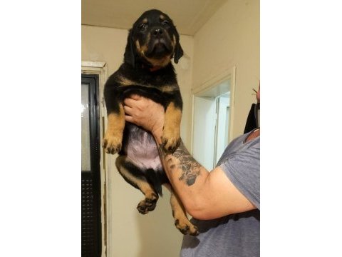 Safkan dişi rottweiler yavrular