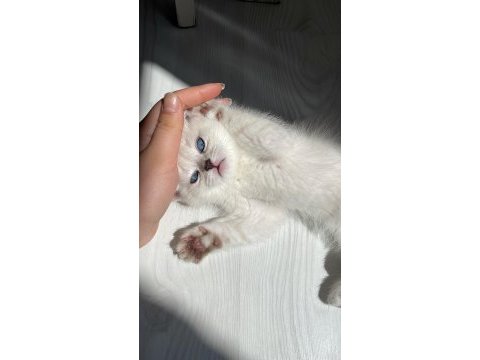 Gri british shorthair erkek