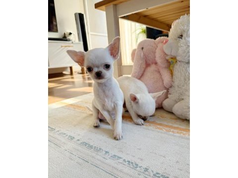 Safkan beyaz erkek chihuahua köpekler