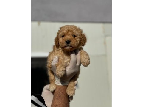 Maltipoo yavrularımızı canlı görerek alabilirsiniz