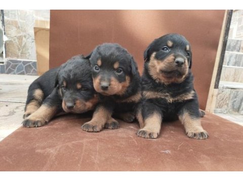 A klas kalite rottweiler yavruları