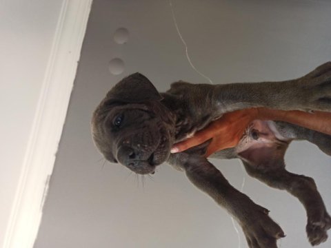 1 aylık cane corso yavrular