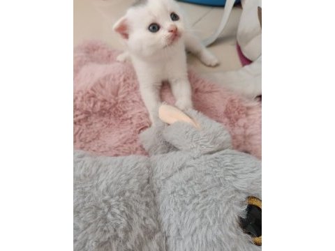 Beyaz scottish fold