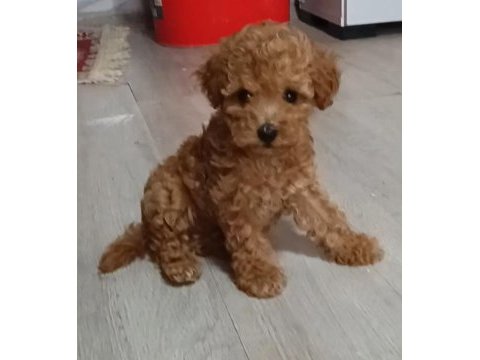 Anne altından orjinal poodle bebekler