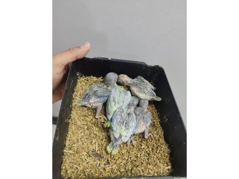 Renk renk forpus bebeklerim