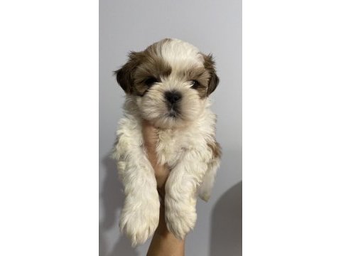Shih tzu dünya tatlısı saf kan bebeklerimiz