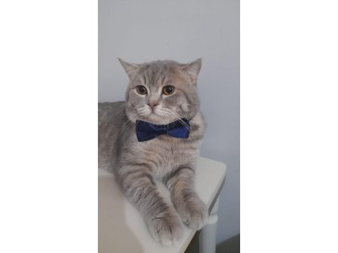 Yuva arıyor! 1,5 yaşında british shorthair
