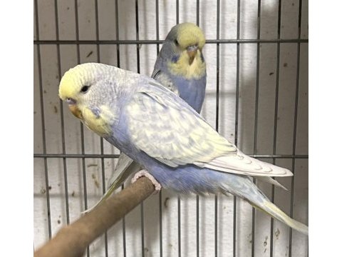 Rengarenk jumbo muhabbet kuşu yavrular