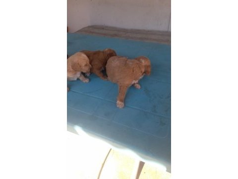 F2 maltipoo yavrularımız rezerveye açılmıştır