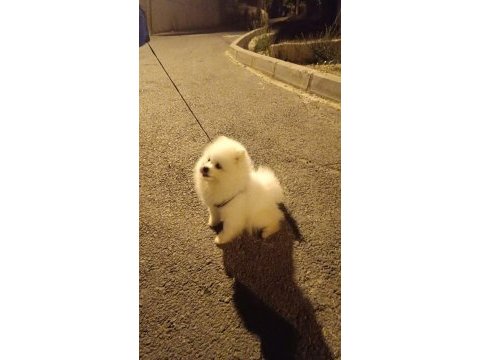 Küçük sevimli pomeranian boo