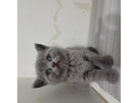 British shorthair yavru kedimiz