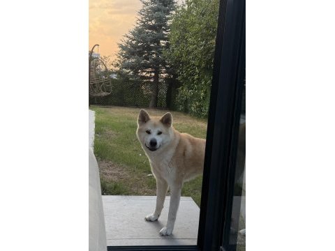Akita dostumuz alexander 2 yaşında dişi