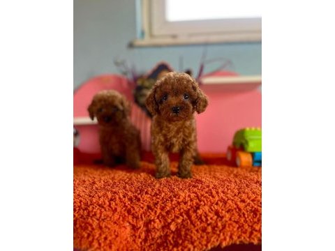 Orjinal toy poodle yavrular
