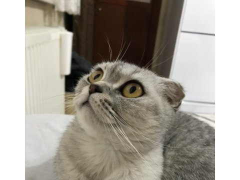 Güzel scottish fold kızım lili