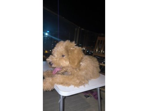 Toy poodle
