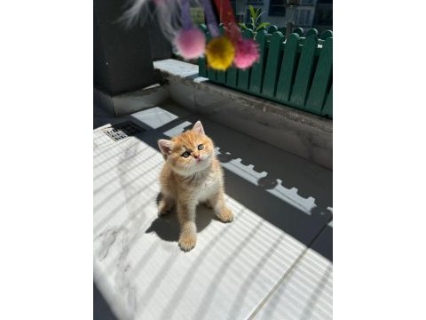 Show kalite ayı surat british shorthair bebekler