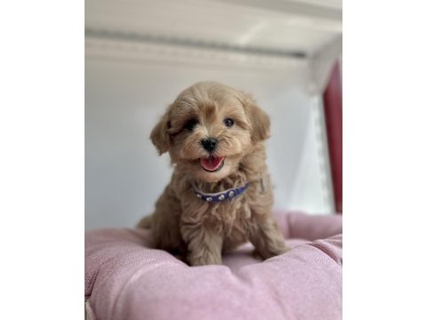 Maltipoo f2 safkan yavrularımız mini boy en küçük boy