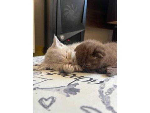 Scottish fold 4 yavru