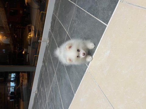 Acil satılık uygun pomeranian boo