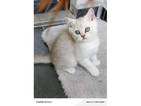 British shorthair dişi yavru