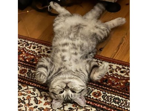 British shorthair oğluma dişi arıyorum