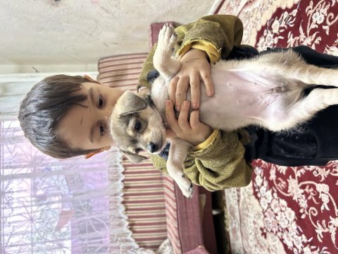 Uygun bütçeli chihuahua yavruları