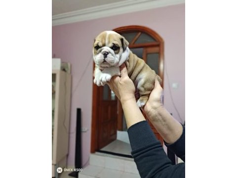 %100 ırk garantili ingiliz bulldog yavruları