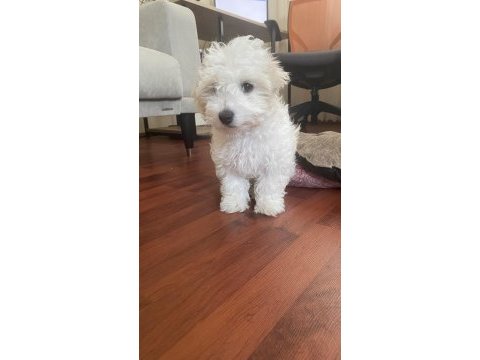 Maltipoo 4 aylık eğitimli