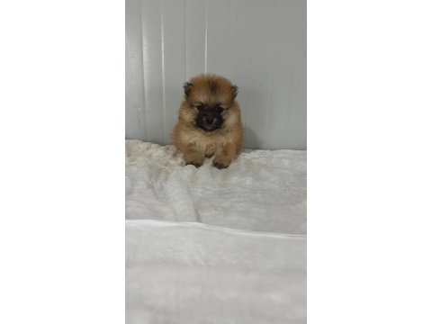 Pomeranian boo bebek köpeklerimiz