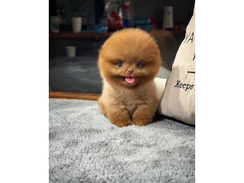 Aa kalite safkan pomeranian oğlumuz