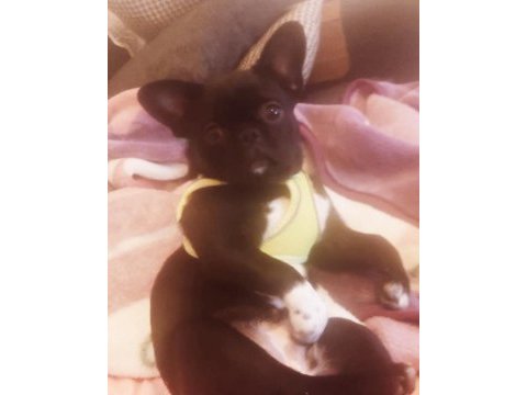 Heraya iyi bir aile arıyoruz french bulldog