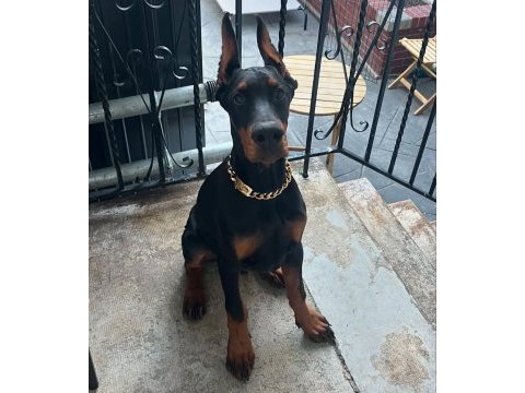 Hırslı doberman yavrular
