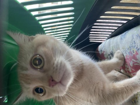 British longhair dişi kedimiz