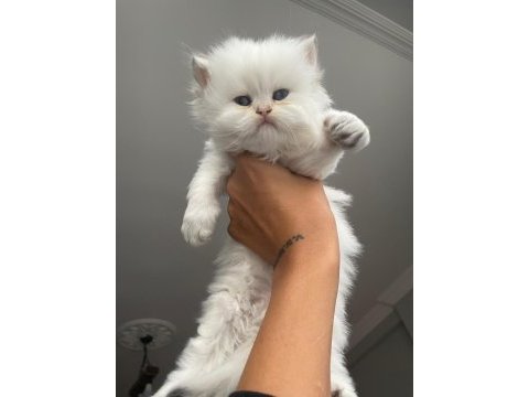 Beyaz british longhair bebekler