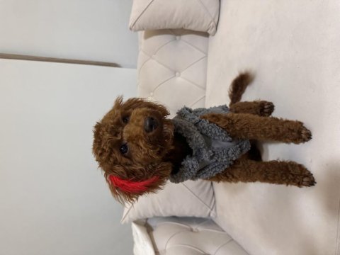 6 aylık poodle çipli tüm aşıları tam pasaportlu poodle