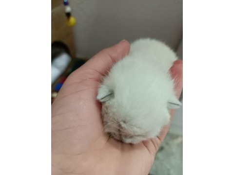 Çakır gözlü kar beyazı renk scottish fold