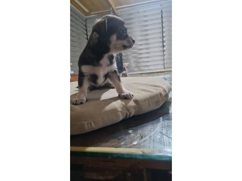 Yavru chihuahua köpeklerinin sahiplendirmek