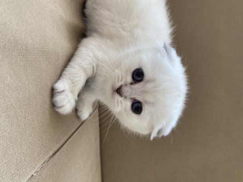Maviş gözlü scottish fold yavrular