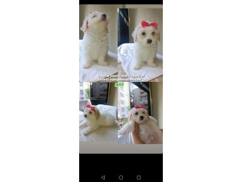 2 aylık erkek maltese terrier yavrular