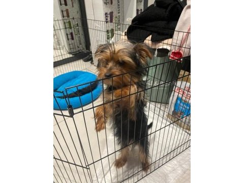 5 aylık yorkshire terrier erkek