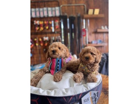 Dev kampanya minik bedenler toy poodle