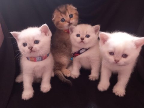 British golden baba yavrusu beyaz yavru kediler