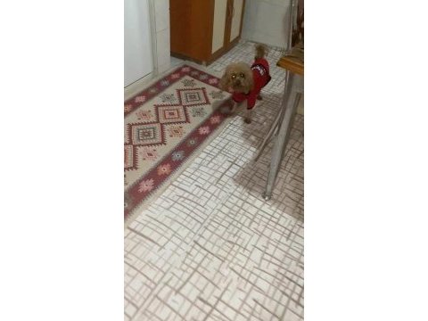 Toy poodle 3 yaşına girecek