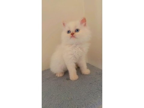 2 aylık erkek british longhair