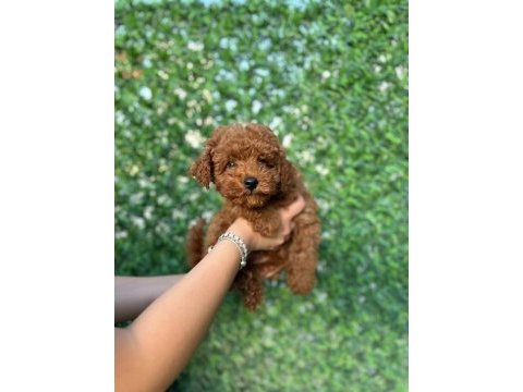 Toy poodle köpeğimiz 3 aylık