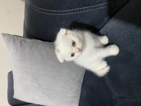 Scottish fold erkek kedimiz